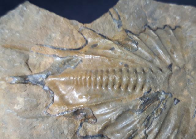 Psychopyge termierorum MORZADEC 2001 - Bild &copy; FossNet FossilienStore
